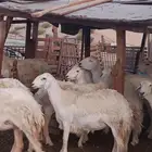 غنم حري العدد 47