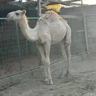 حاشي للبيع