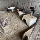 دجاج للبيع