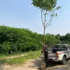 بونسيانا و خشبيات مقاسات كبيرة
