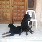 كلبين روت وايلر