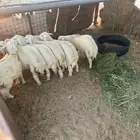 ذبايح ثلاجه حري