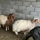 رخال نعيميات جذعات