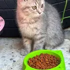 سكوتش قطاوه للبيع