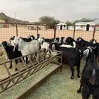 معزاء درجه اولى مراح واحد بنات بعض منوة القناي