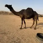 مجهم خفوت طيبه