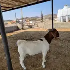 تيس بورقوت فاخر (مشروع فحل)