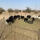 بهم نجد (( تم البيع ))