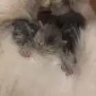 استفسار