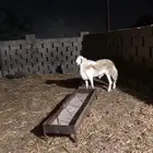 فحل حري مشروط من جميع العذاريب