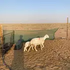 حريه والد تم البيع