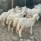 رخال تربية نظاف