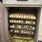 فقاسة فل تماتيك 325 بيضه