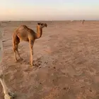 حاشي للبيع