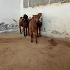 جفار قبرصيات وهجين قبرصي