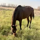 خيل إنجليزي للبيع شرط من كل شي سليم