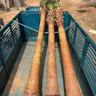نخل واشنطوني زينة امريكي