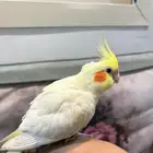 كروان كوكتيل العمر ست شهور