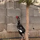 ديك باكستاني للبيع