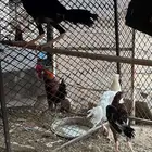 ديك ودجاج باكستاني