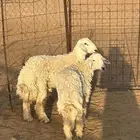 خرفان