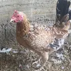 دجاج ماكنتوش