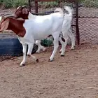 ماعز البرقوت برقوت نقي حر