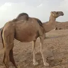 لقحات ثنتين ف لقاحن لهم 7شهور وفوق مشروطه من جميع العذاريب