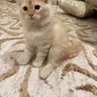 شيرازي للبيع