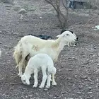 غنم ولد طيبه