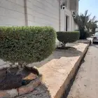 كوس شجر ديكور تيل صيانة شهري