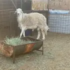 فحل حري صنف