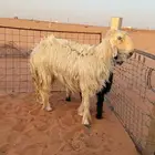 عسيه طيبه متبع