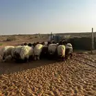 بهم نعيم 20 رخال صنف