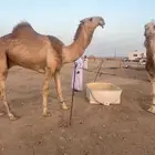 القعوود الكفووو