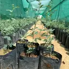 للبيع شتلات الطلح النجدي