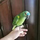 أمازوني