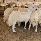 ذبايح حريه فل شحم للبيع