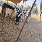 معزاء للبيع