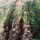 صني فسائل عجوه وعنبر