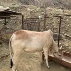 بقره