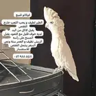 كوكاتو للبيع