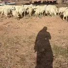 غنم حريات