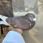 زاجل سباق