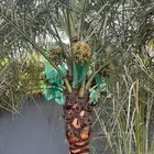 نخل