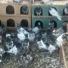 حمام بكستاني للبيع الجوزعل 60