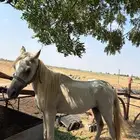 للبيع حصان ورق بس اوراقه ضايعه