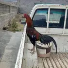 ديك