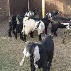 البيع أربع تيوس ثلاث جفار