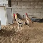 دجاج فارسي